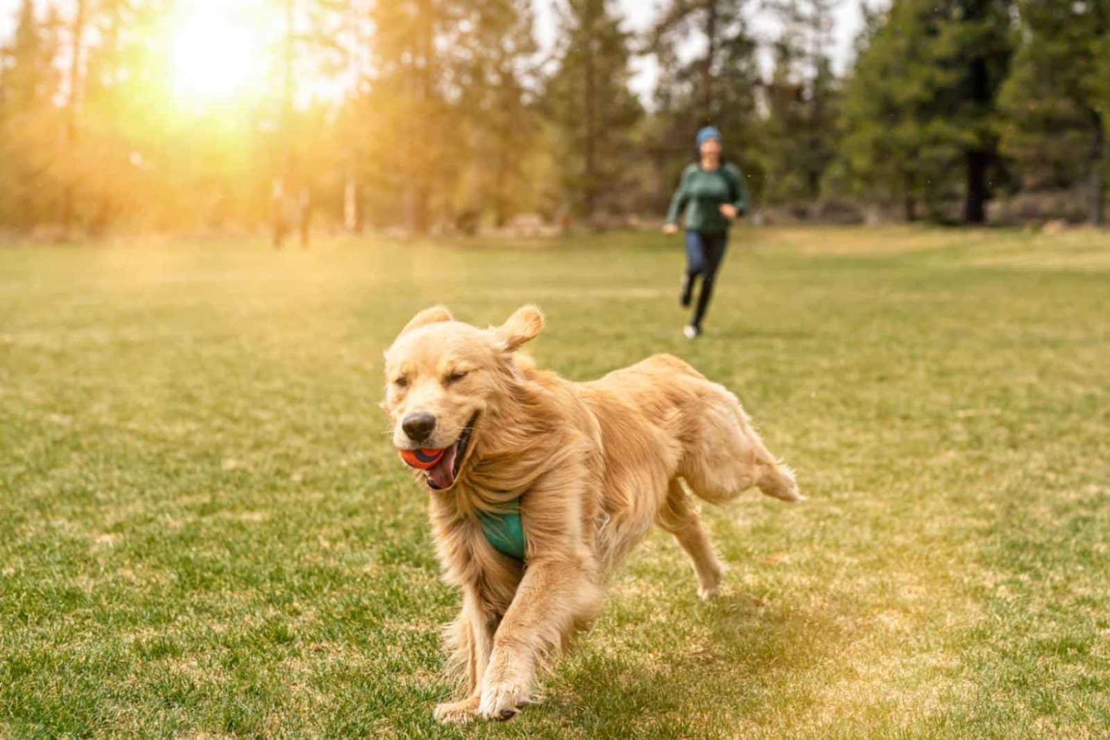 Keeping Your Dog Active: Engaging Exercises for a Happy and Healthy Pet
