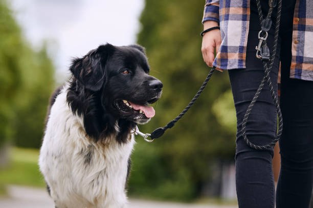 Doggy Daycare West Auckland