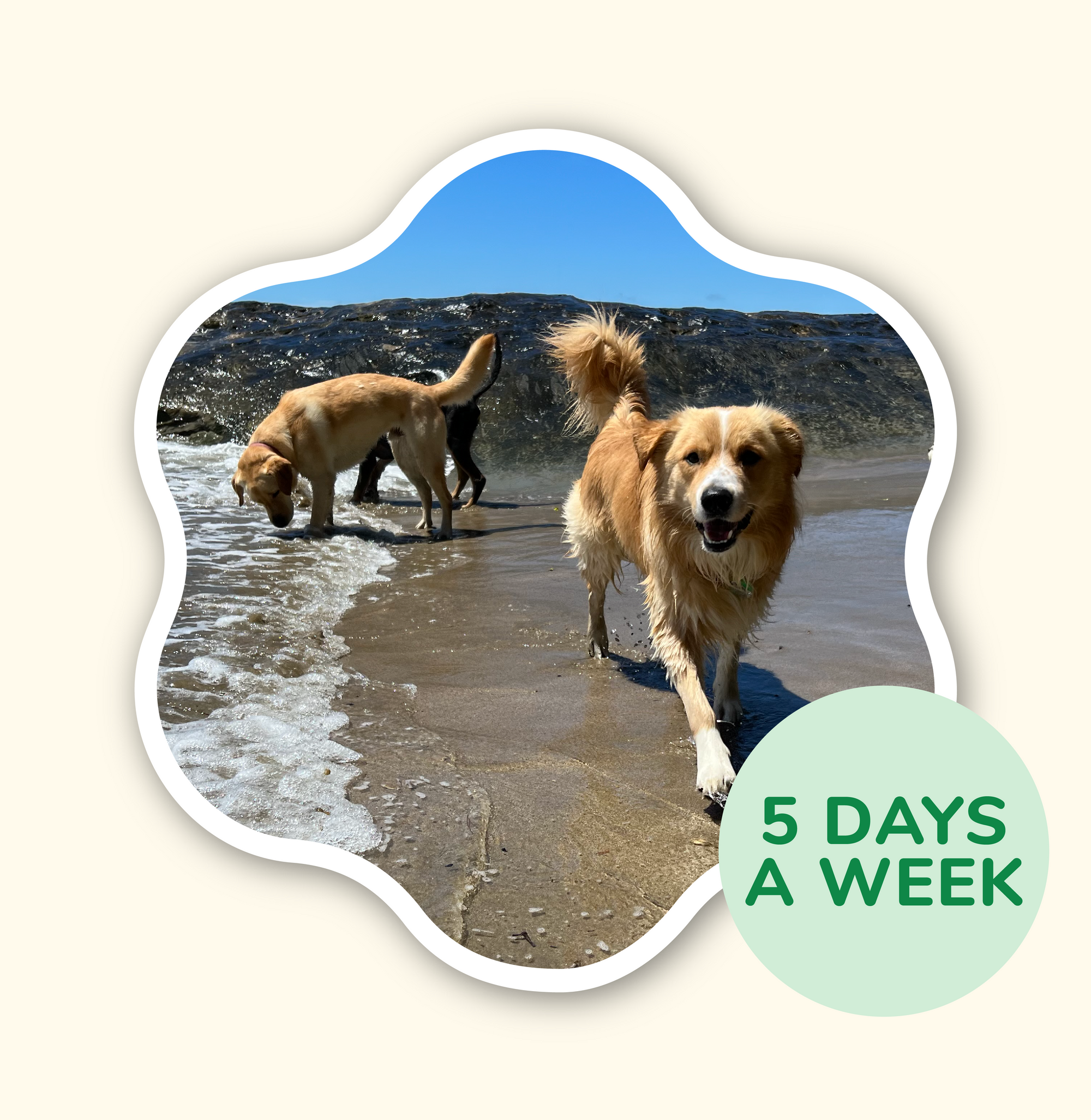 Scratch n Sniff Adventure Walk (Half Day Adventure) - 5 Days a week