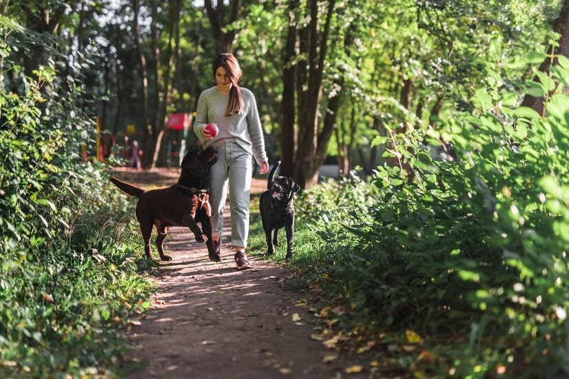 Exploring Auckland's Pet-Friendly Trails: A Guide to Dog Walking Adventures