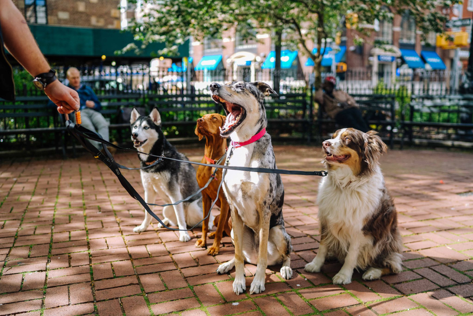 5 Benefits of regular dog socialisation