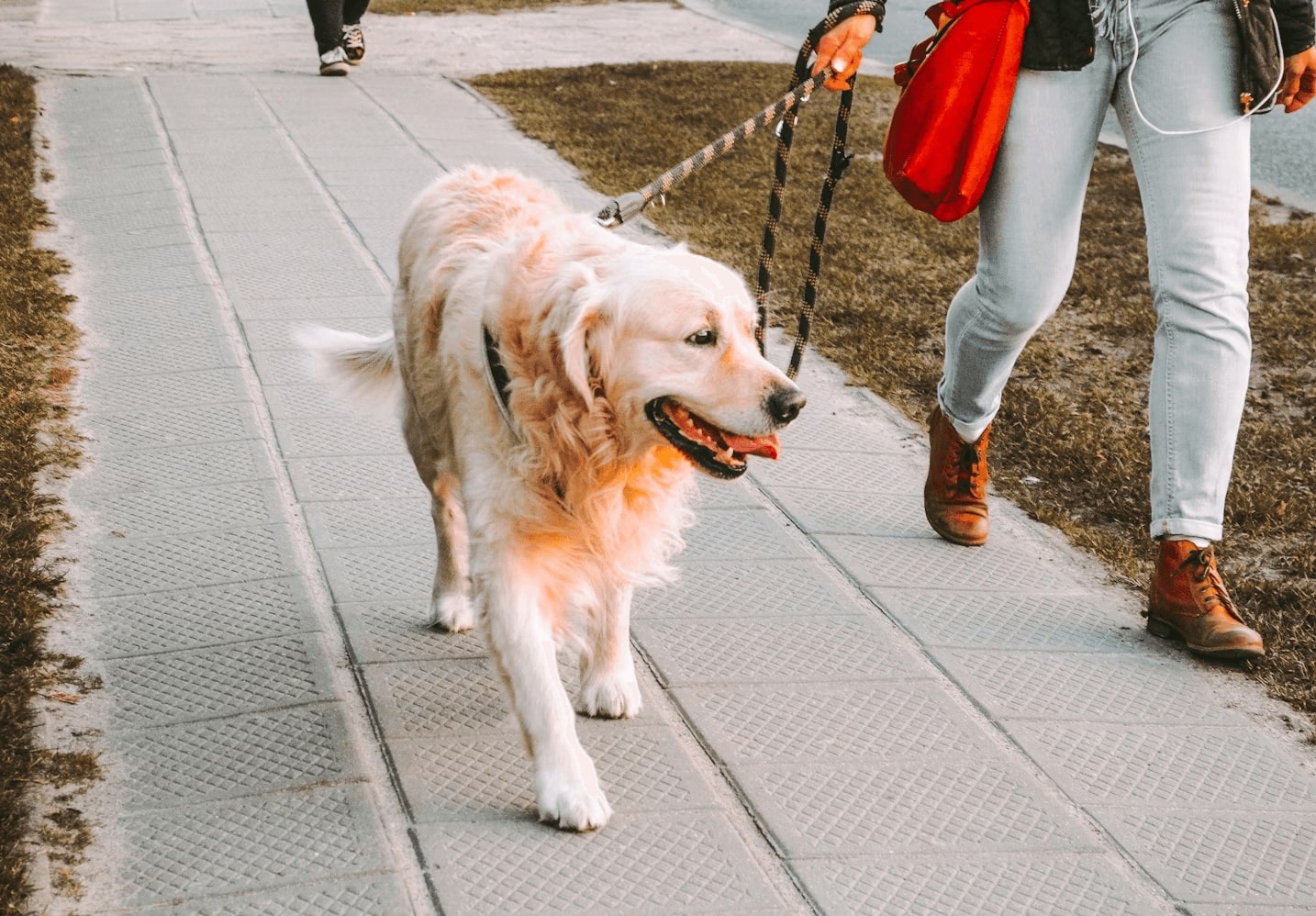 Finding The Perfect Companion: How To Choose A Reliable Dog Walker Near You