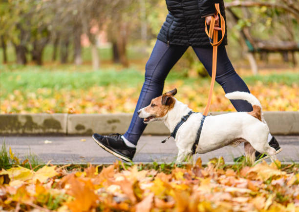 5 Dog Walking Tips: Keep You and Your Pet Happy and Healthy