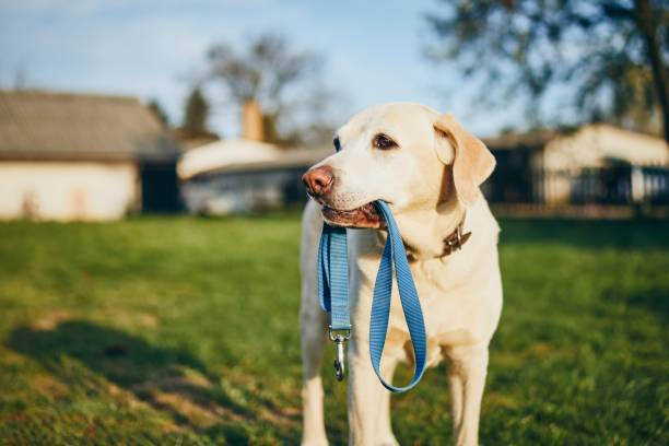Do You Really Need a Dog Walking Service?