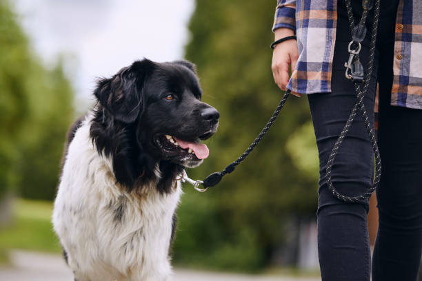 Why Should You Choose a Dog Walking Service?