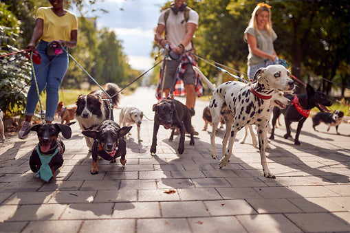 Doggy Daycare Auckland