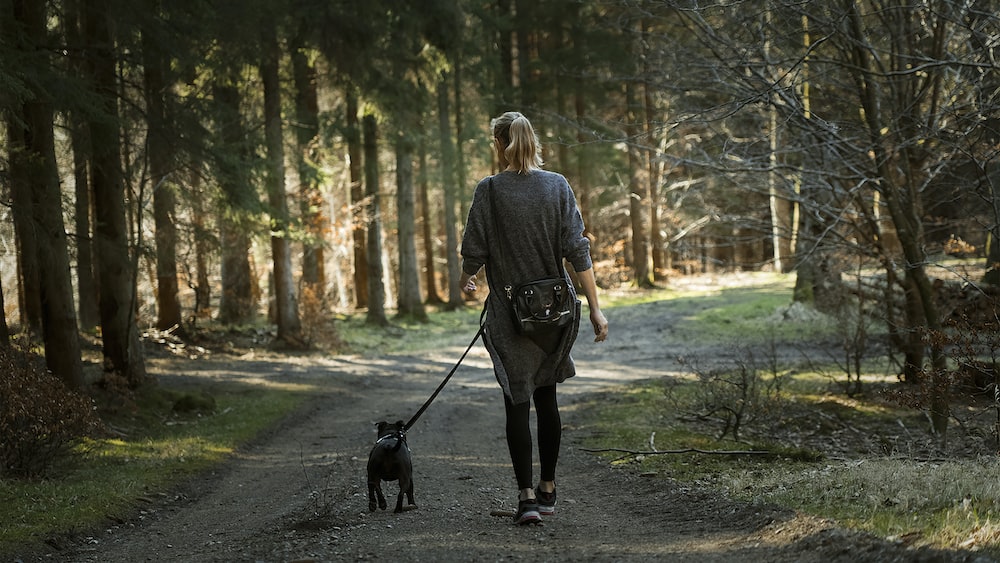 Doggy Daycare North Shore